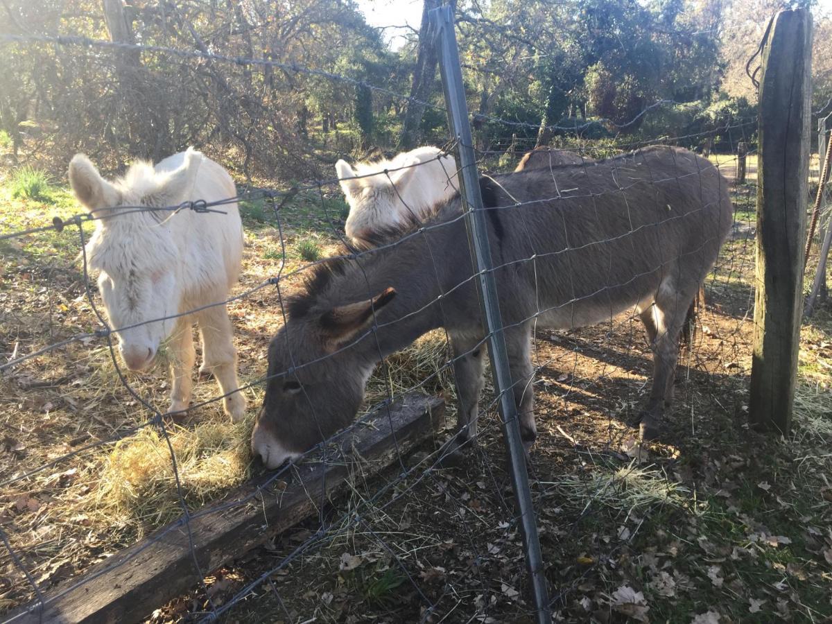 Agriturismo Pranu Sorgono エクステリア 写真
