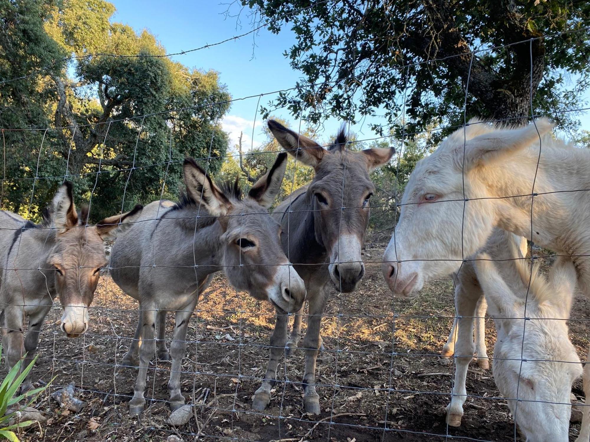 Agriturismo Pranu Sorgono エクステリア 写真